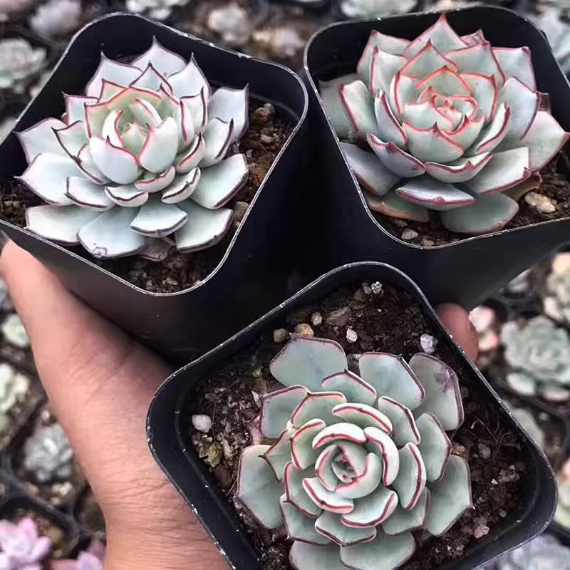 Echeveria Strictiflora
