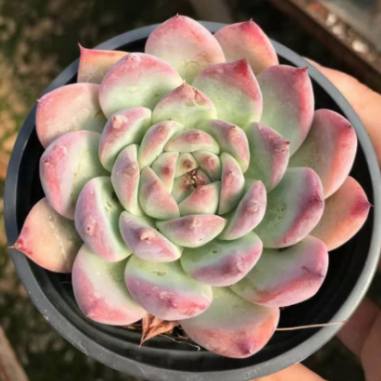 Echeveria 'White Frank'