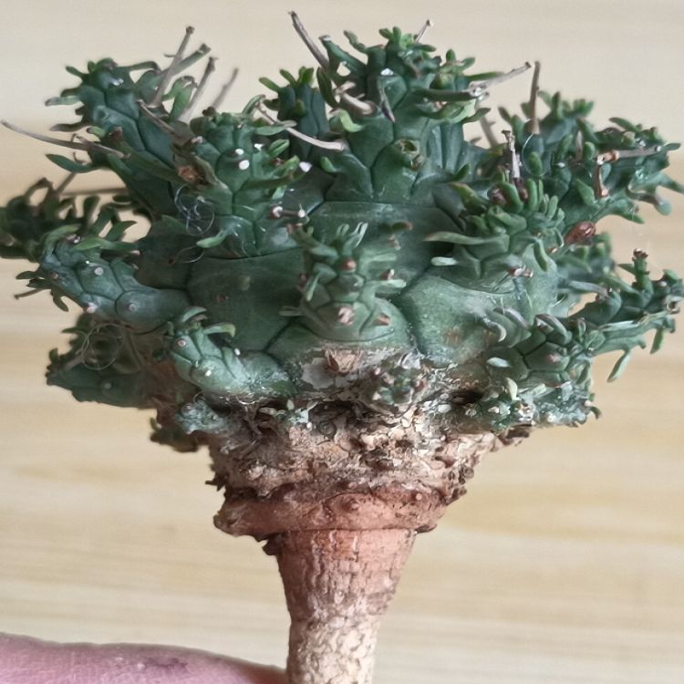 Euphorbia Decepta
