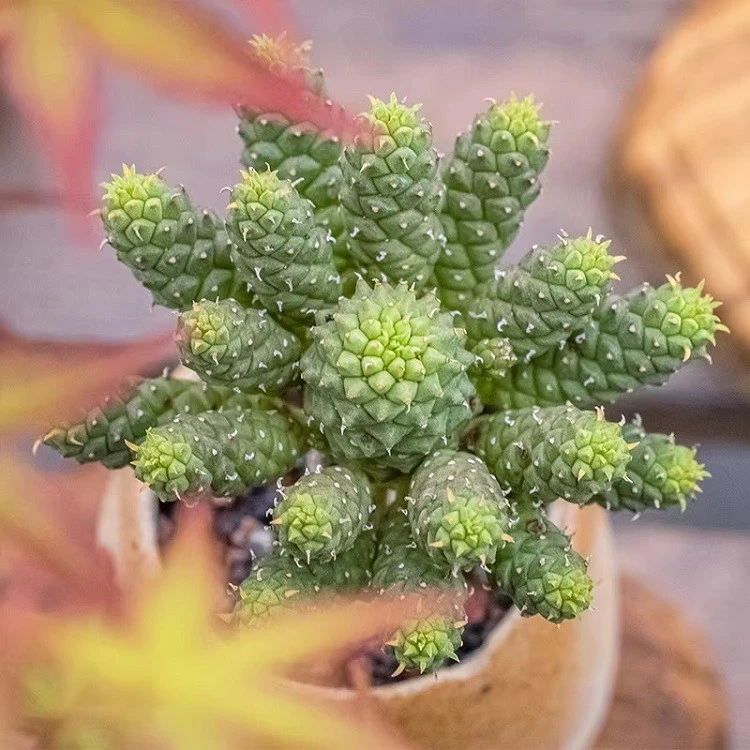 Euphorbia Flanaganii best