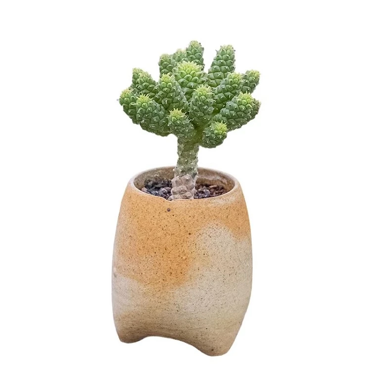 Euphorbia Flanaganii