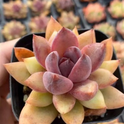 Echeveria Profusion Trandafir