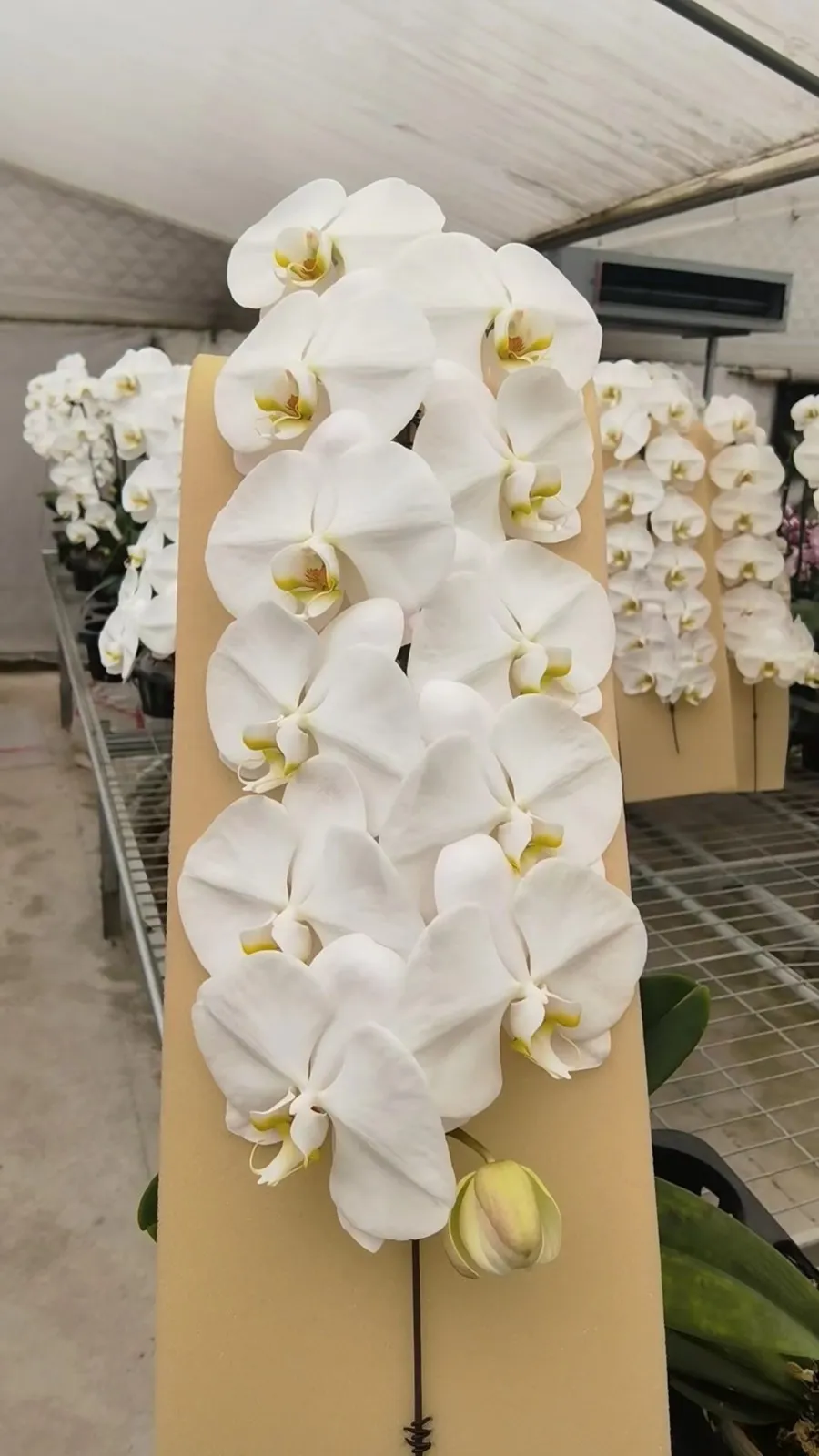 be01e31fb7e33dcf5e52c612db3c35c