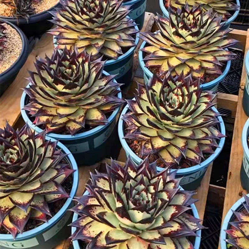 O1CN012O3chM1Zlg5Xe3x5s0-itempicjpgQ75jpg O1CN012O3chM1Zlg5Xe3x5s0-itempicjpgQ75jpg