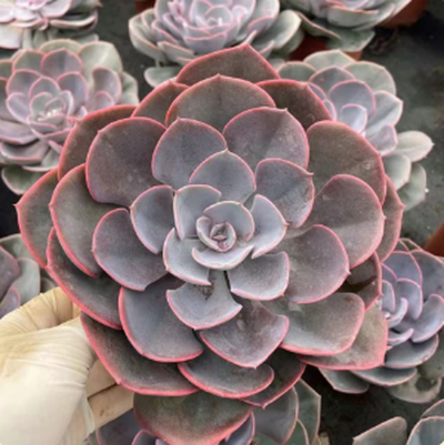 1733793905732 1733793905732