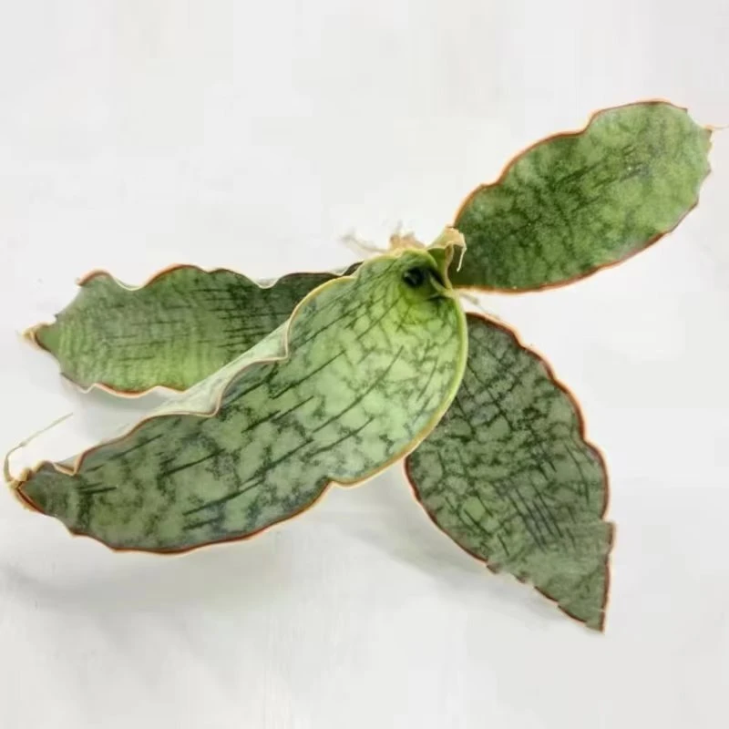 Sansevieria Trifasciata Prain