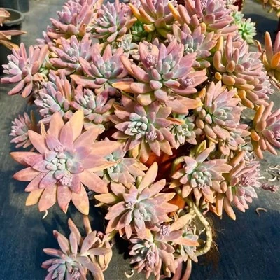 Graptosedum „Francesco Baldi”