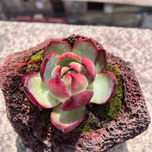 Echeveria senzationala