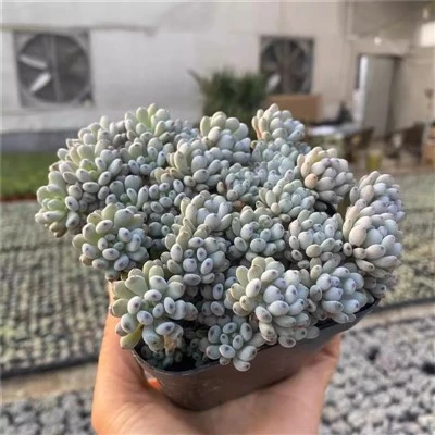 Graptopetalum Pachyphyllum trandafir