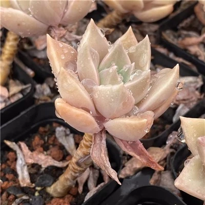 Graptopetalum Paraguayense (NEBr.) E.Walther