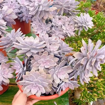 Graptopetalum Pentandrum Subsp. Superbum Kimnach