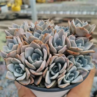 Graptopetalum Rusbyi