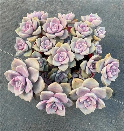 Graptopetalum „Alb-Zăpada”