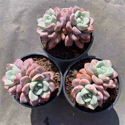 Căprior petetat Graptopetalum