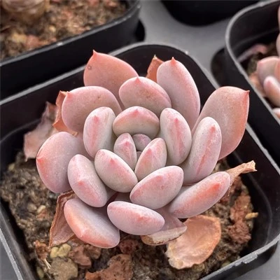 Graptoveria 'Debbie