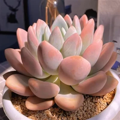 Graptoveria „Opalina”