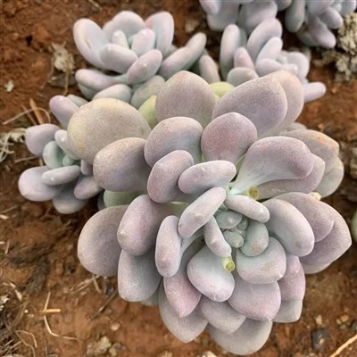 Pachyphytum Bracteosum Link & Al.